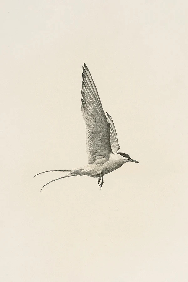 Flight | Juniper Print Shop