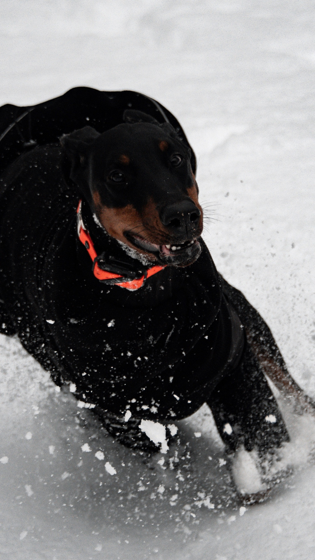 Snow day mood #LTKPets 

#LTKgrwm #LTKdayinmylife #LTKmorningroutine