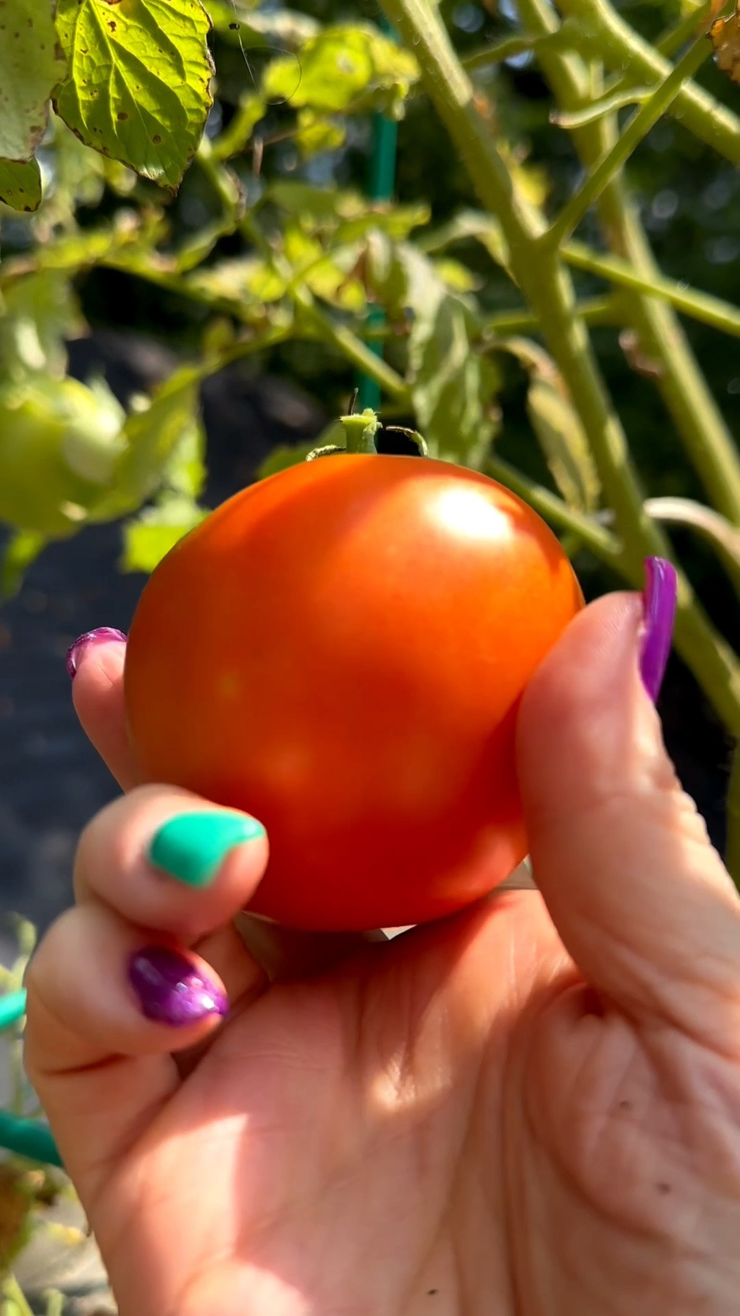 Still time for some good gardening 🧑‍🌾 love my garden finds

#LTKdayinmylife #LTKselfcare #LTKHome