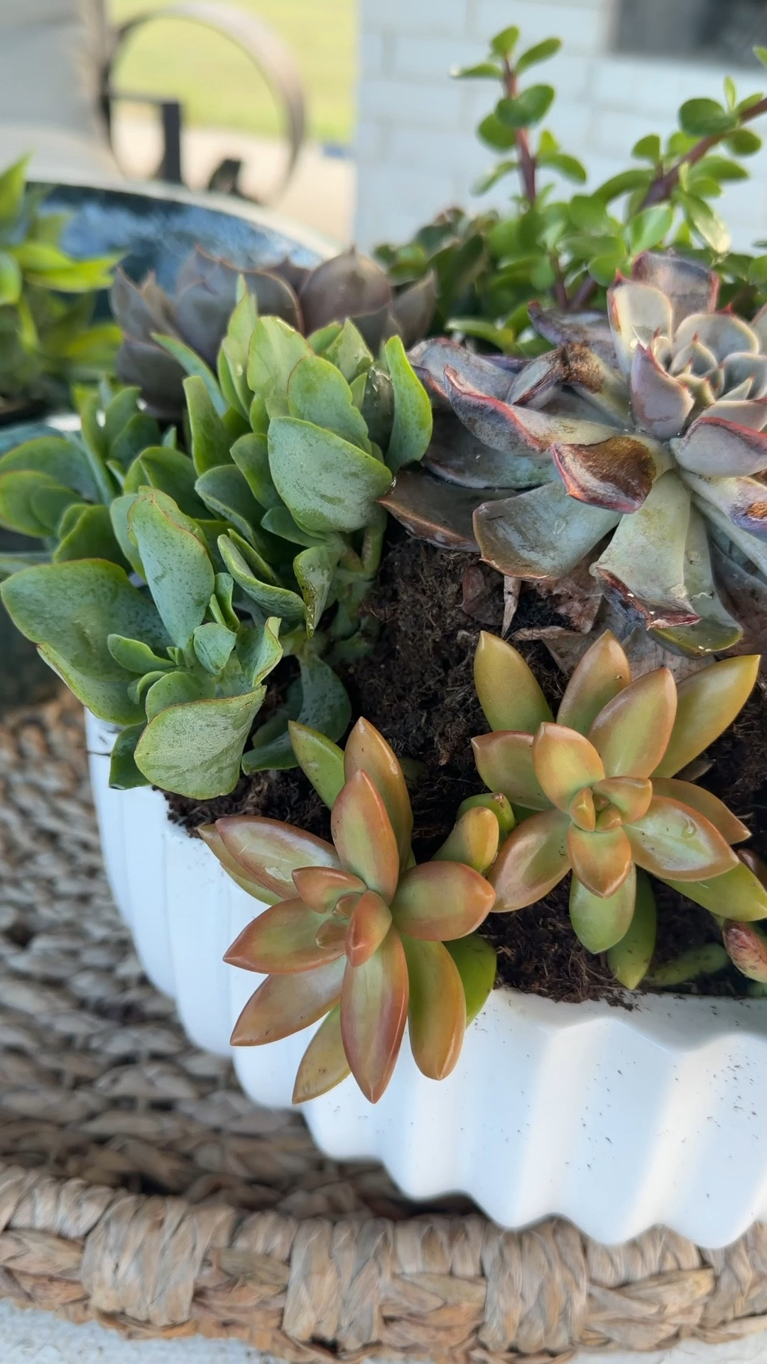 Succulents are from Lowe’s 
Planters old from Walmart. Linking some others I love! 

#LTKOver40 #LTKSeasonal