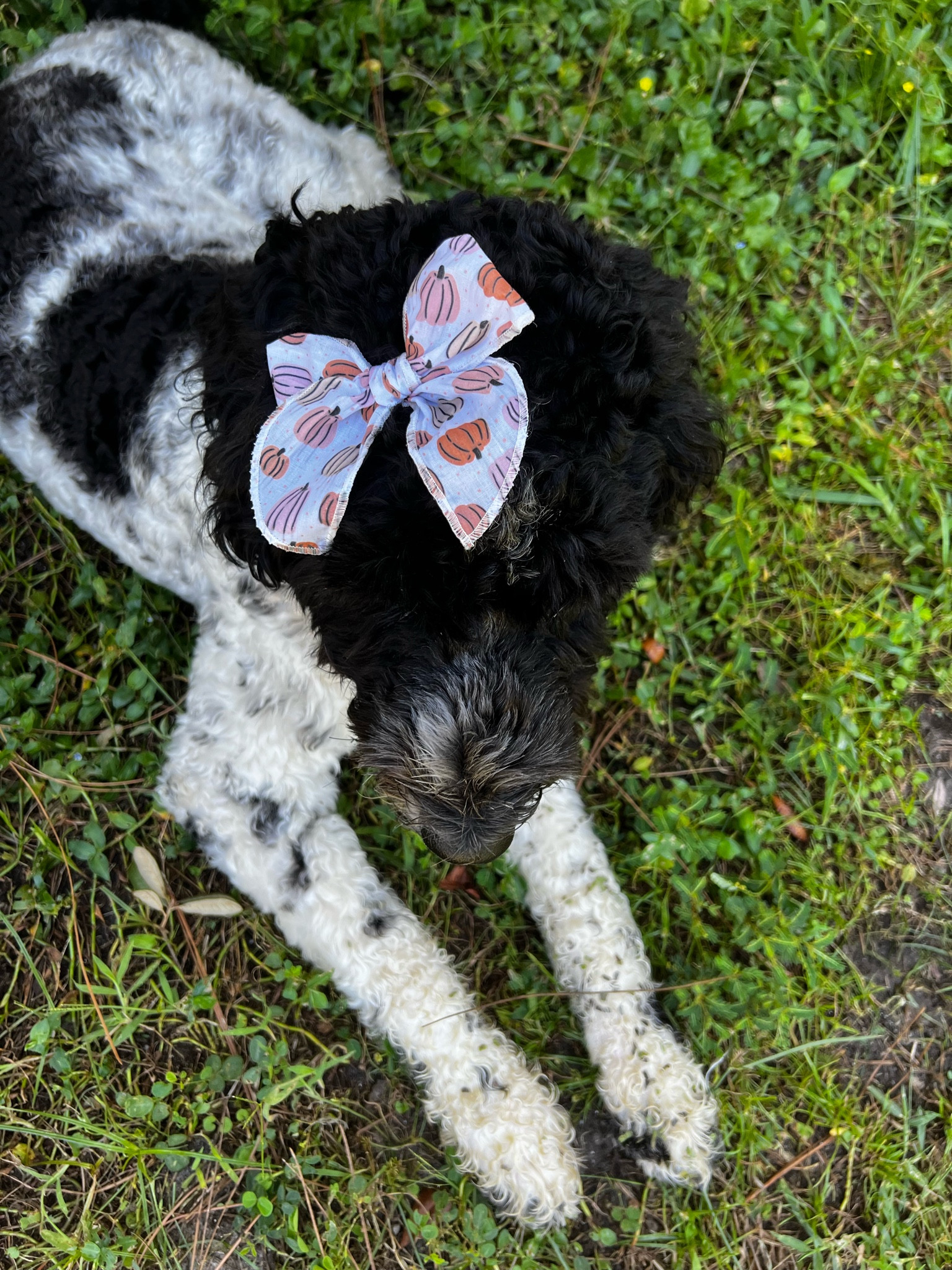 New Bow Alert 🎀

#LTKSeasonal #LTKsalealert #LTKHalloween