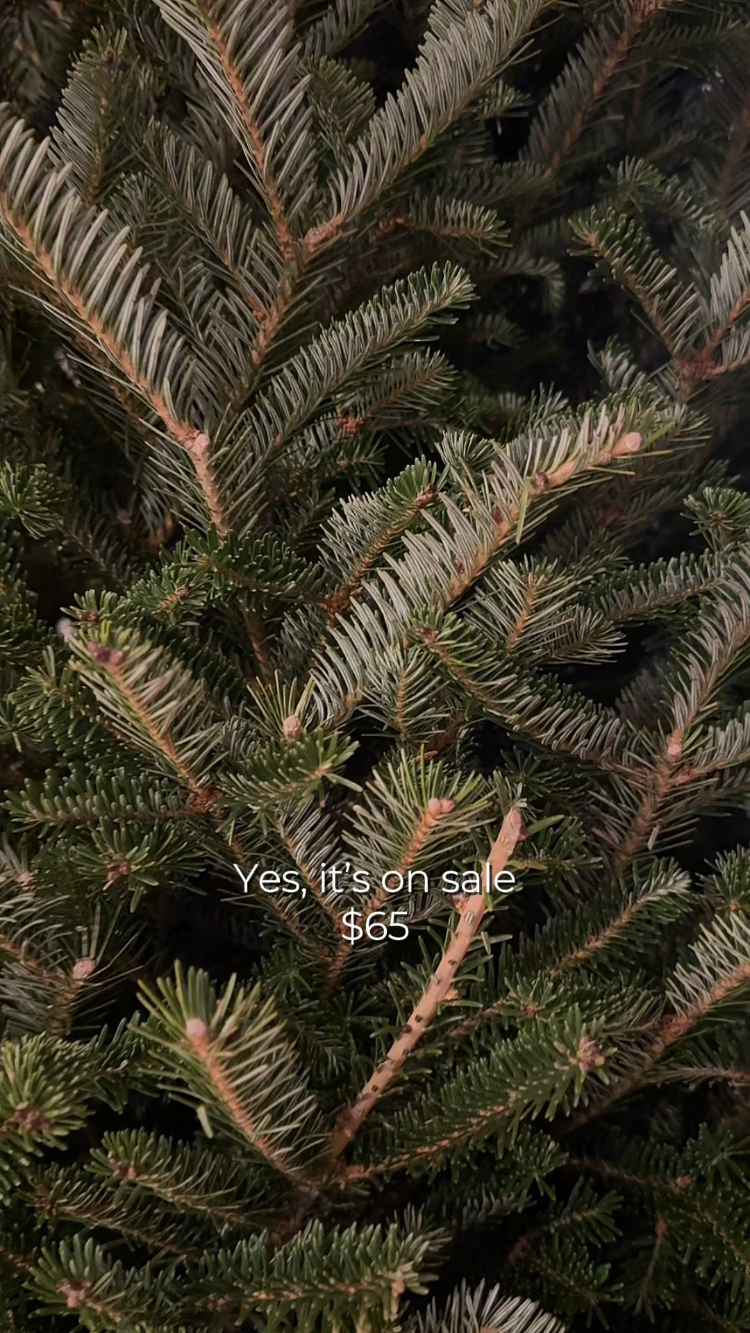 My dream tree collar & it's on sale now 🤍

#LTKGiftGuide #LTKHoliday #LTKHome