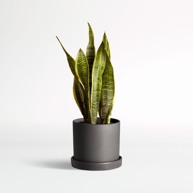 Live Snake Laurentii in Black Hyde Planter by The Sill | Crate and Barrel | Crate & Barrel