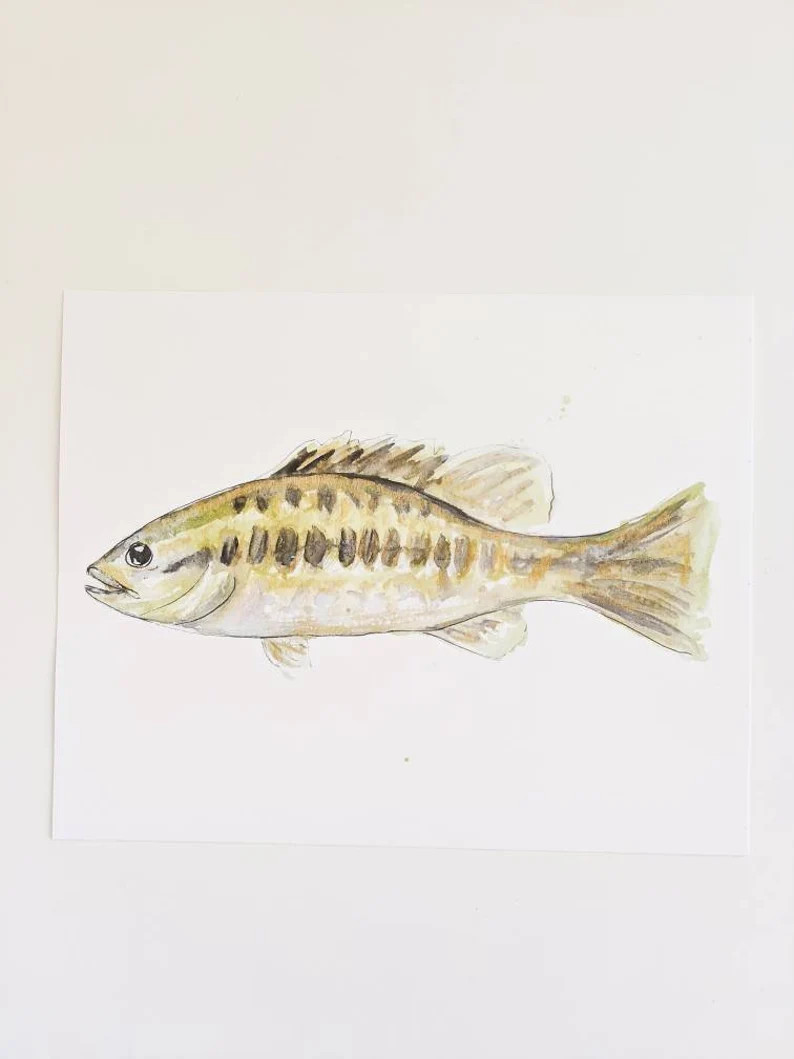 Spotted Bass Fish PRINT 8x10 Coastal Lake Wall Art - Etsy | Etsy (US)