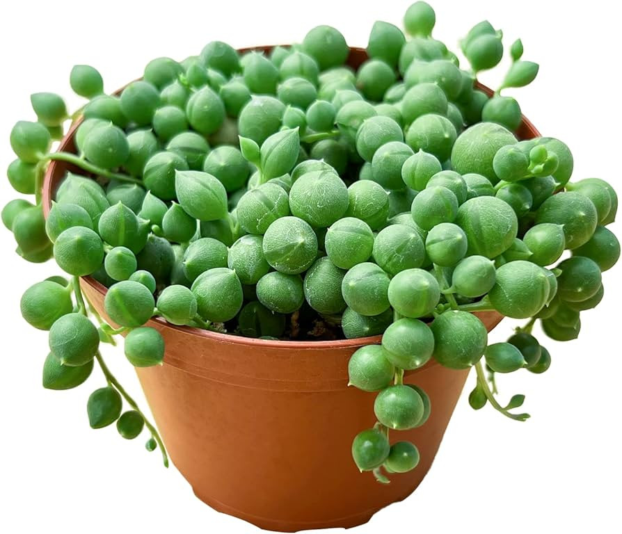 String of Pearls (4-inch), Succulents Plants Live, Succulent Plants Fully Rooted in Pots with Soi... | Amazon (US)