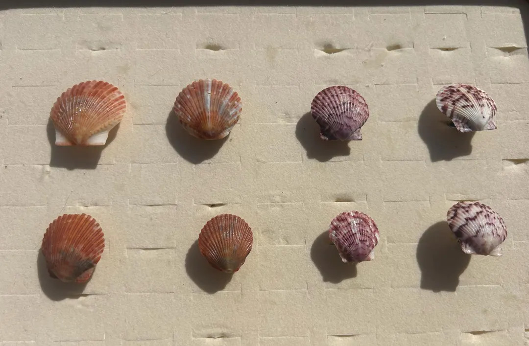 Customizable Calico Scallop Car Vent Clips! Four Clips in Each Order! - Etsy | Etsy (US)