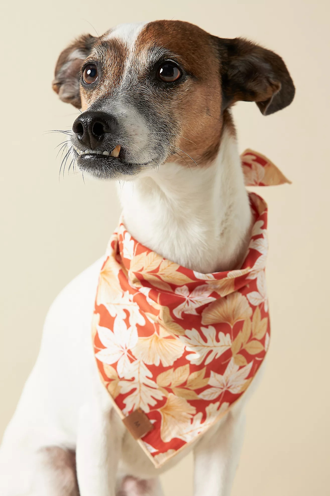 The Foggy Dog Pet Bandana | Anthropologie (US)