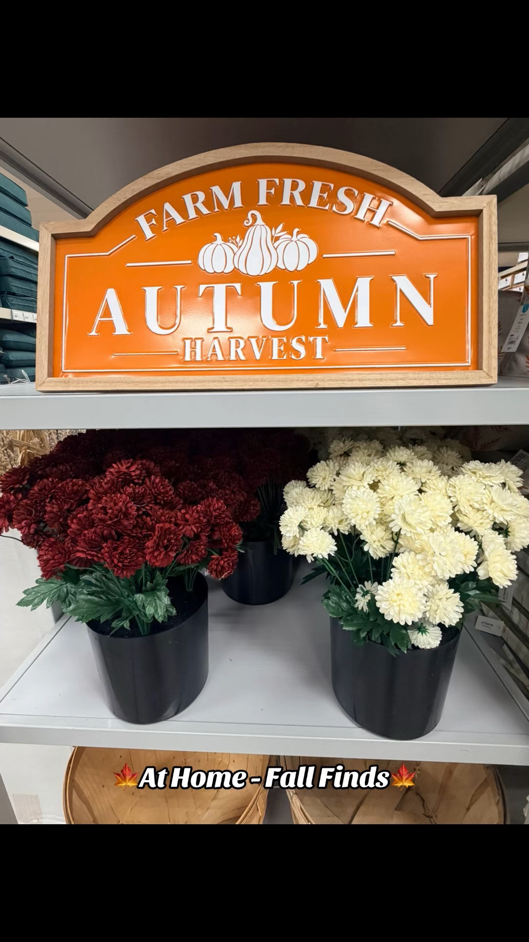 🍂 Fall is arriving at At Home, and the best pieces won’t stay on the shelves for long! From cozy pillows and seasonal accents to pumpkins and statement décor, now is the perfect time to stock up and get your home ready for autumn. 

Grab your favorites before they’re gone! 🧡✨

#AtHomeStores #FallDecor #FallFinds #HomeDecorInspo #SeasonalDecor

#LTKHome #LTKSaleAlert