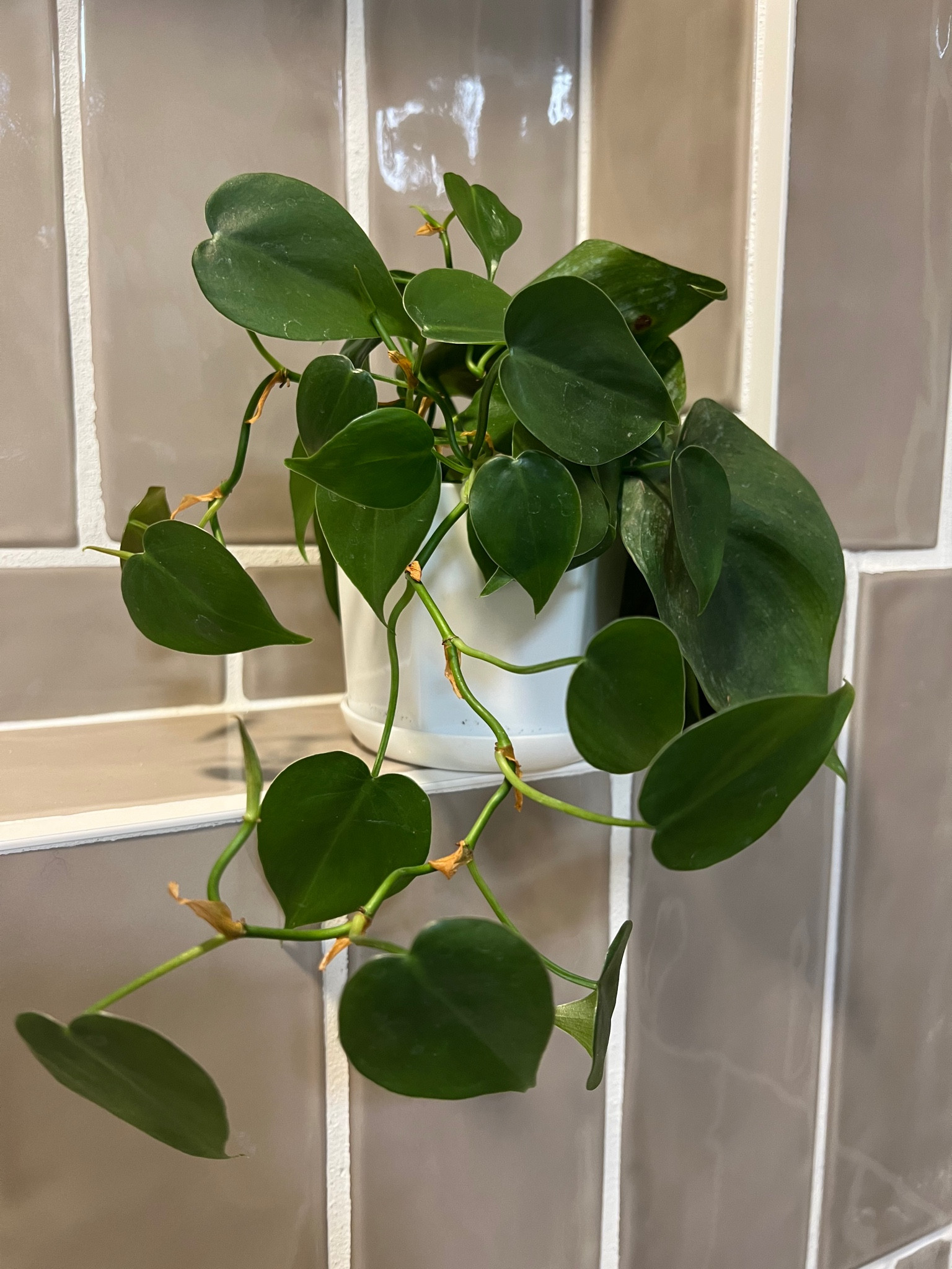 I love putting greenery and plants anywhere and everywhere in my home. The shower is no exception. I love these plastic planters from Amazon. 

#LTKhome #LTKfindsunder50 #LTKfamily