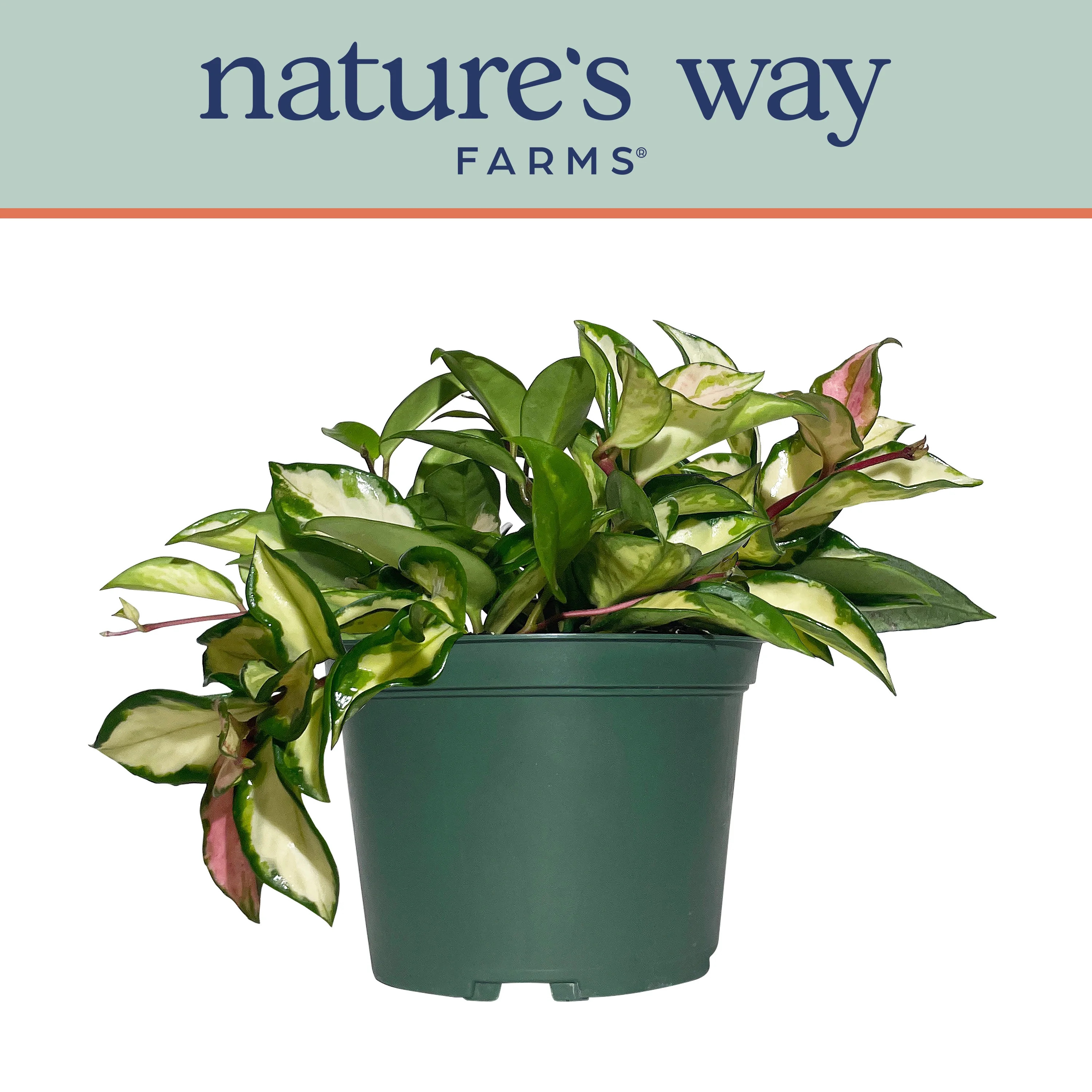 Nature's Way Farms Hoya Carnosa Variagated Live Plant (7-11 inches Tall) in Growers Pot | Walmart (US)