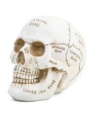 Skull Decoration With Bone Names | Halloween | Marshalls | Marshalls