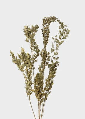 Natural Green Dried Ruscus Leaves - 1.5 oz Bunch | Afloral