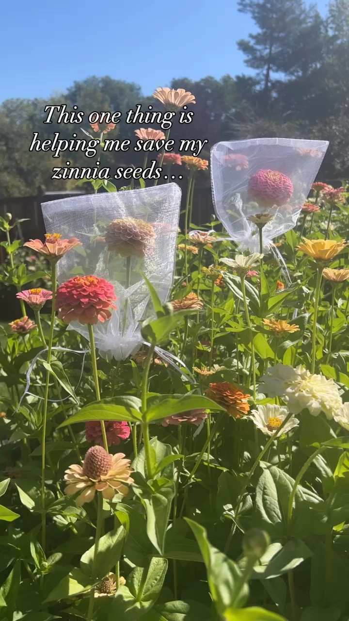 Organza bags are a great way to protect your zinnias from birds or pests so you can save their seeds! I also use them to collect spent blooms and smaller ones to save and gift seeds!

#LTKFindsUnder50 #LTKVideo #LTKHome