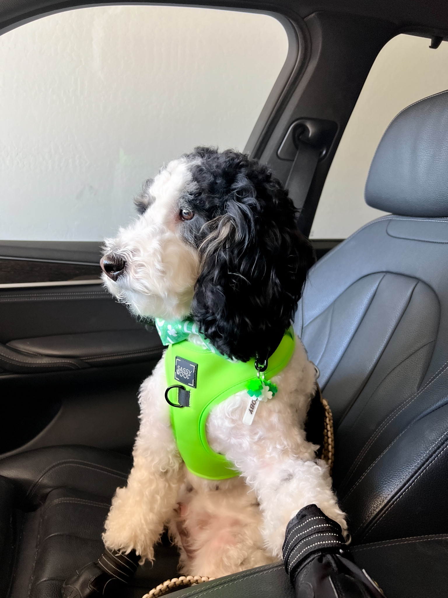 St. Patrick’s Day dog -Linking similar harnesses. Use code TOBYLUKE at kismetcaninecreations on Etsy for 10% off.

#LTKfamily #LTKkids