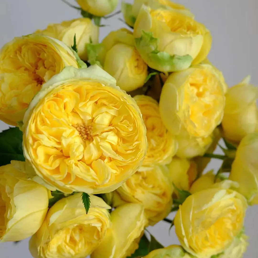 Catalina | Netherlands Florist Shrub Rose | Long Vase Life | Own Root - Etsy | Etsy (US)