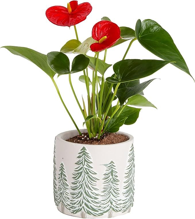 Costa Farms Live Anthurium Indoor Plant in Premium, Christmas Tree Ceramic 12-Inches Tall, Fresh ... | Amazon (US)