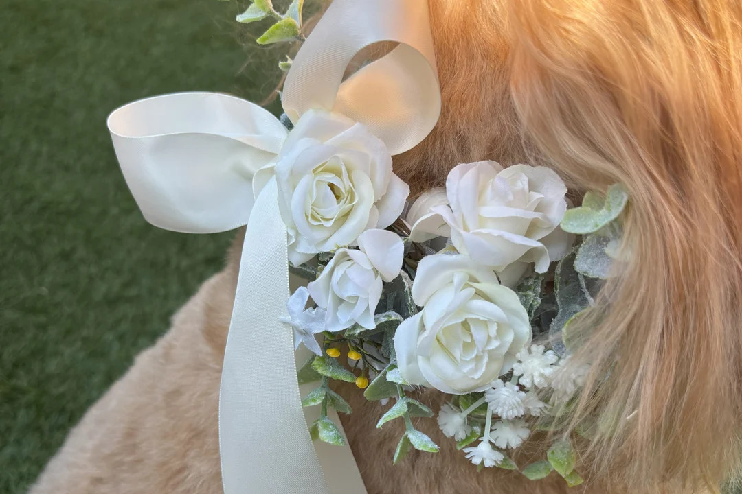 Dog Wedding Collar: Ivory Silk Flower on Leather Collar. Optional Ring Bearer - Etsy | Etsy (US)