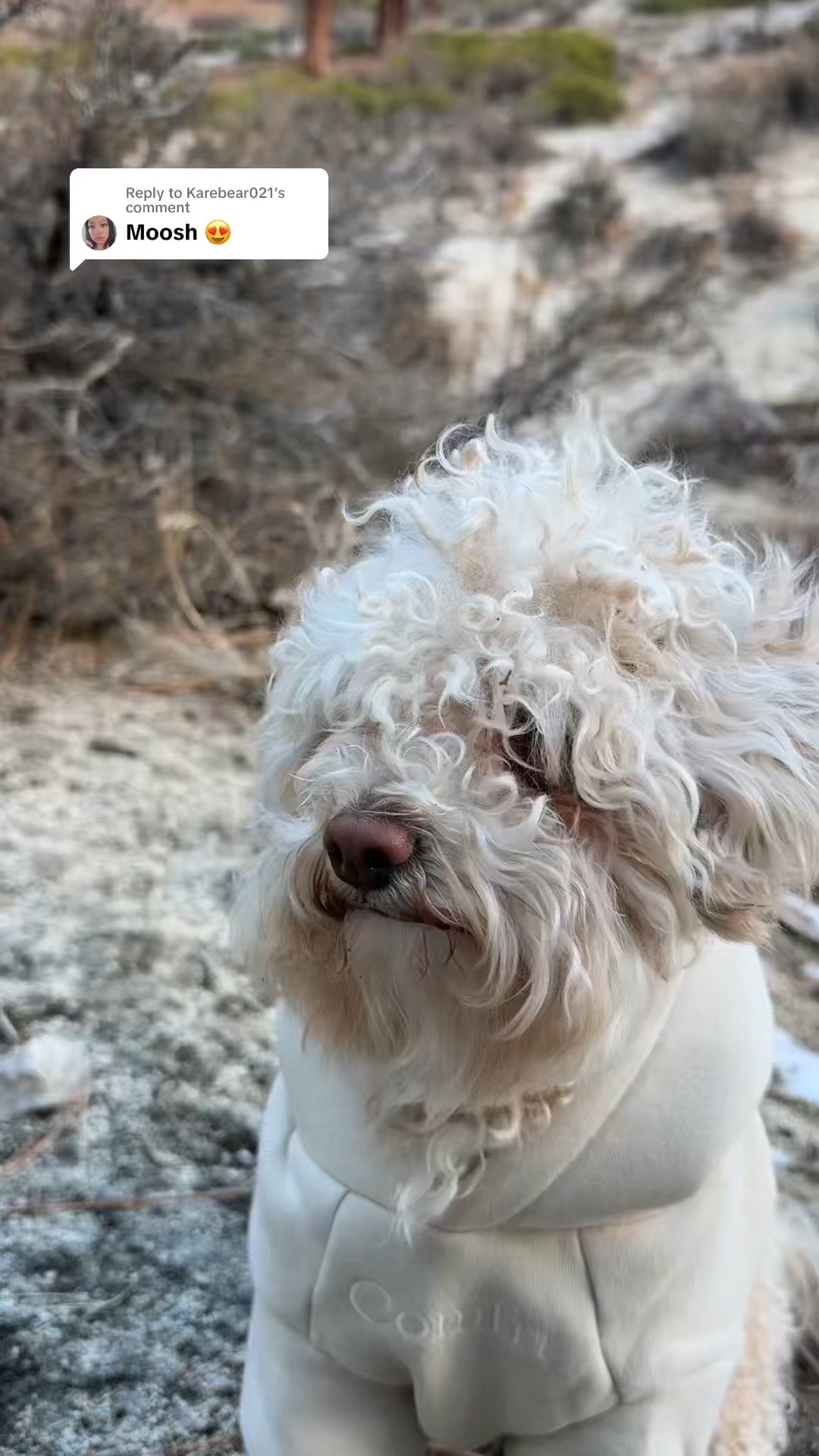 Comfrt paws signature bone hoodie. Moosh is 12 pounds and wearing a small. 


#LTKFindsUnder50 #LTKWatchNow #LTKSeasonal