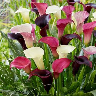 14/Plus cm, Purple Rain Mixed Calla Lily Flower Bulbs (Bag of 10) | The Home Depot