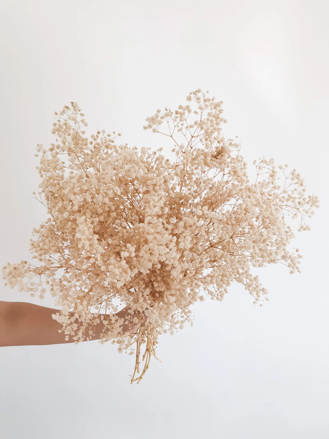 Preserved Baby's Breath Flowers, Natural Gypsophila, Baby Breath Bunch, Dried Flowers, Wedding De... | Etsy (US)