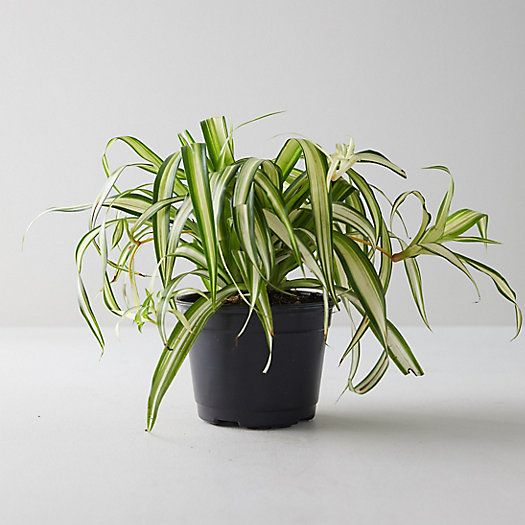 Spider Plant | Terrain