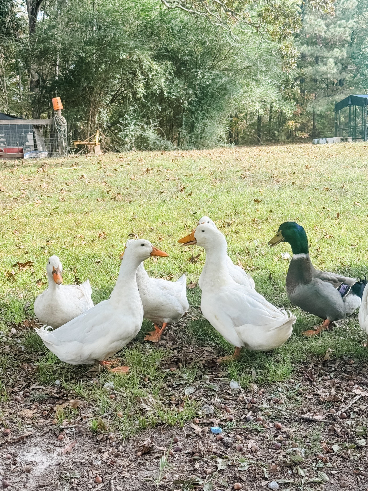 Homestead ducks #LTKSpringSale garden 

#LTKHome #LTKSaleAlert #LTKdayinmylife
