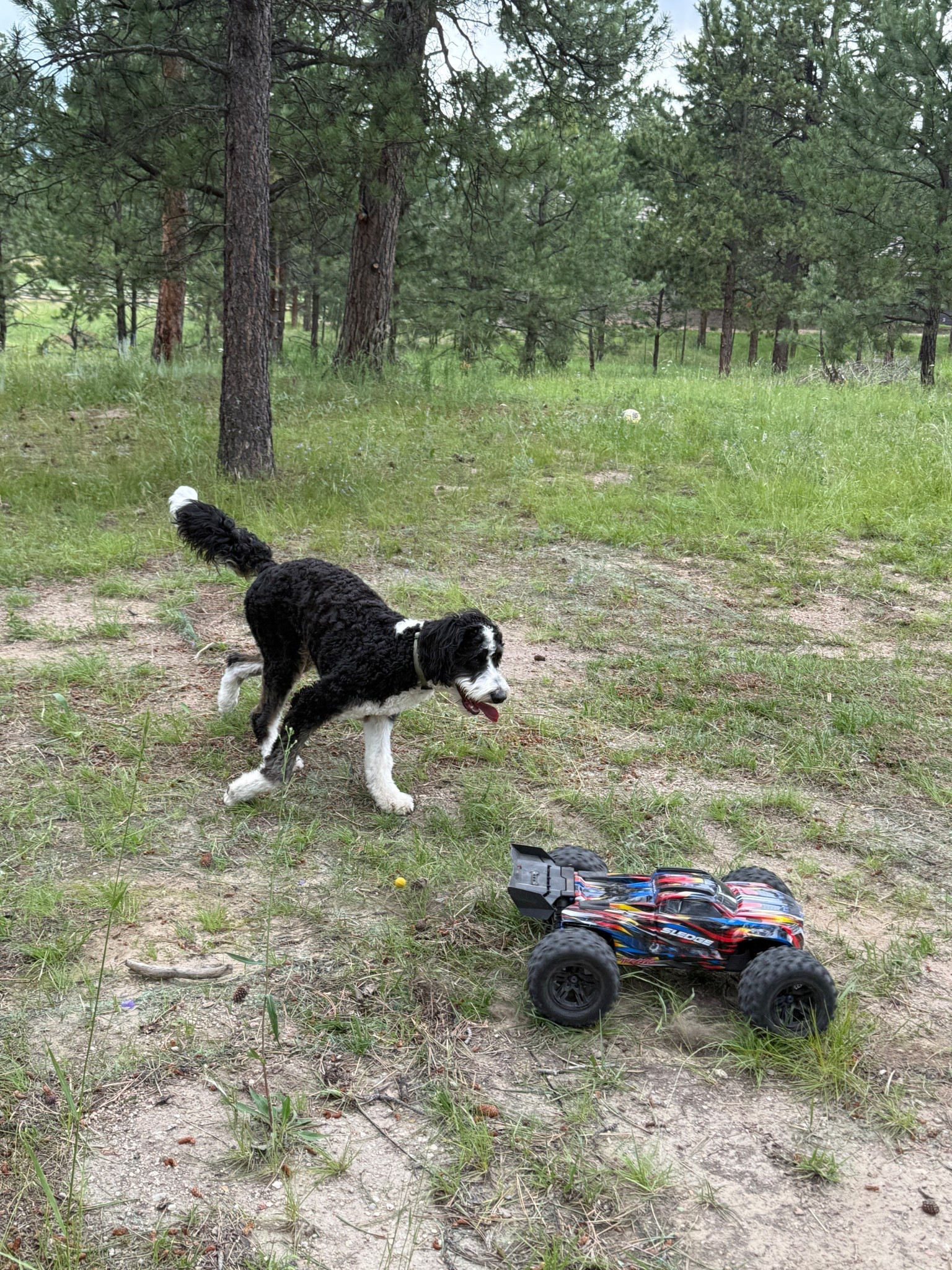 Lulu had so much fun chasing this remote control car. It’s perfect for off roading and makes a great gift.

#LTKKids #LTKPets #LTKFamily
