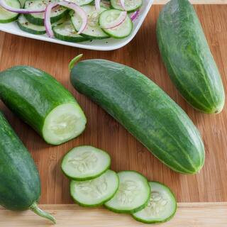 Bonnie Plants 19.3 oz. Burpless Cucumber Plant-4200 - The Home Depot | The Home Depot
