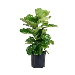 Ficus Lyrata Plant Live Fiddle Leaf Fig Houseplant in 9.25 in. Grower Pot | The Home Depot