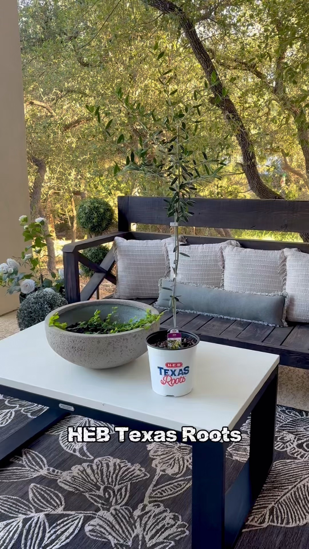 🌱Texas Grown Olive Tree~ from our HEB Texas Roots Garden Center!
These Olive Trees are so in this season to plant.
Can’t wait to share my new project with you~ My Garden Shed!
#HEB #olivetree #garden #fyp #gardening

#LTKdayinmylife #LTKHome #LTKSeasonal