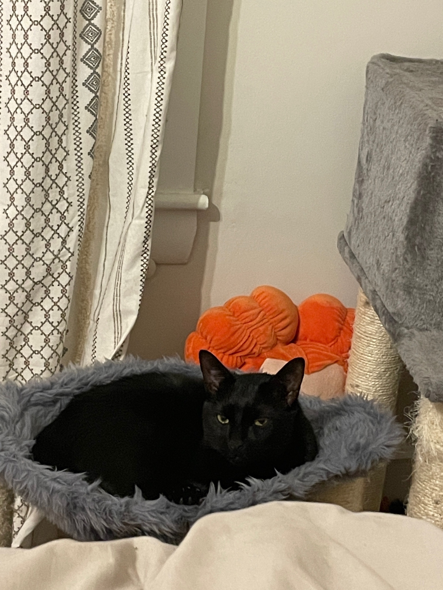 Binx loves it! 

#LTKfamily #LTKU #LTKhome