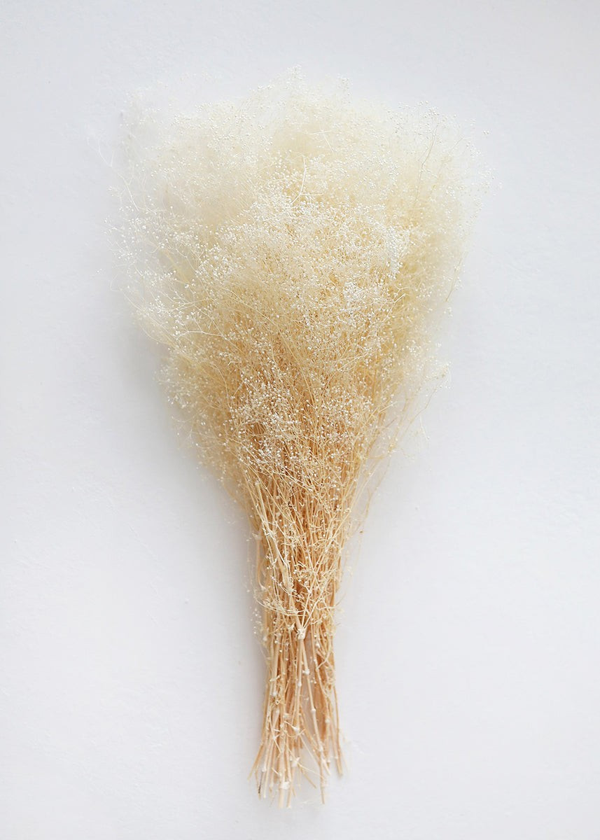 Preserved Bleached Ivory Stardust Gyp - 25-28 | Afloral (US)