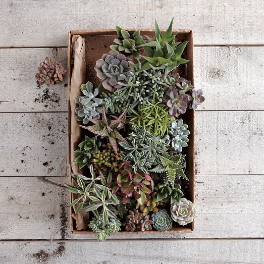 Succulents, Small Assorted | West Elm (US)