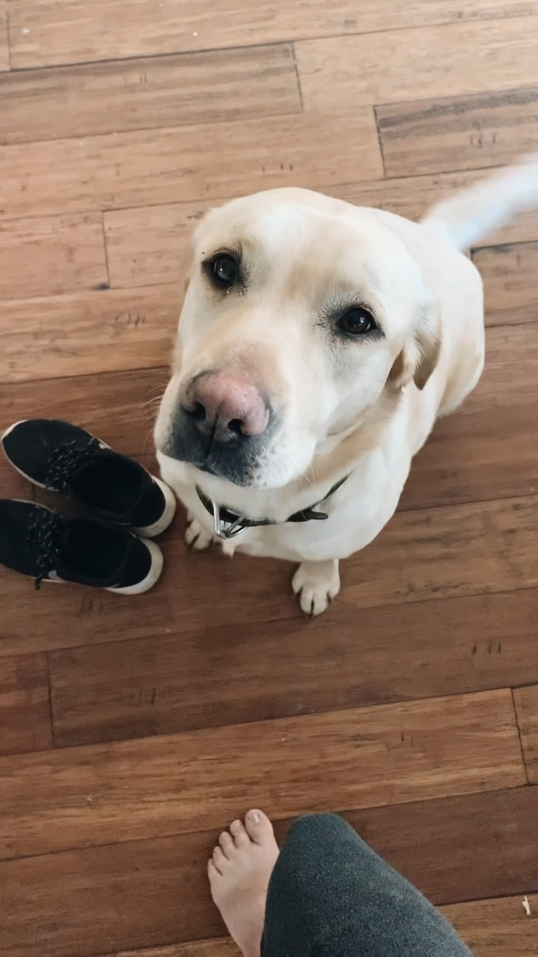 Time to go for a run ✨ 

Watch Now
Healthy Habits 
Healthy Routine 

#LTKActive #LTKWatchNow #LTKPets