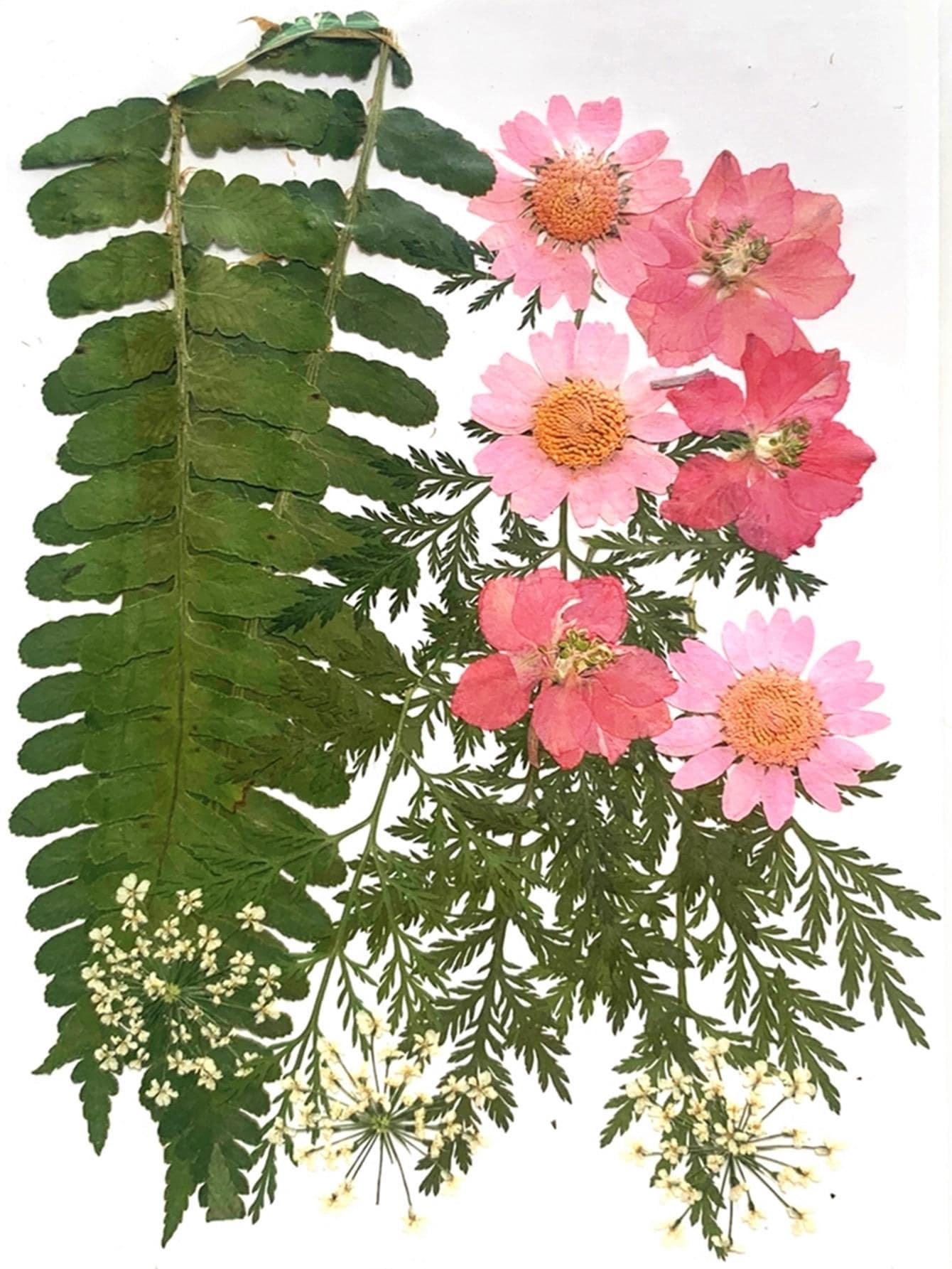 1pc Real Dried Flowers Leaves Artificial Plant Specimens Papermaking Handmade Decoration | SHEIN