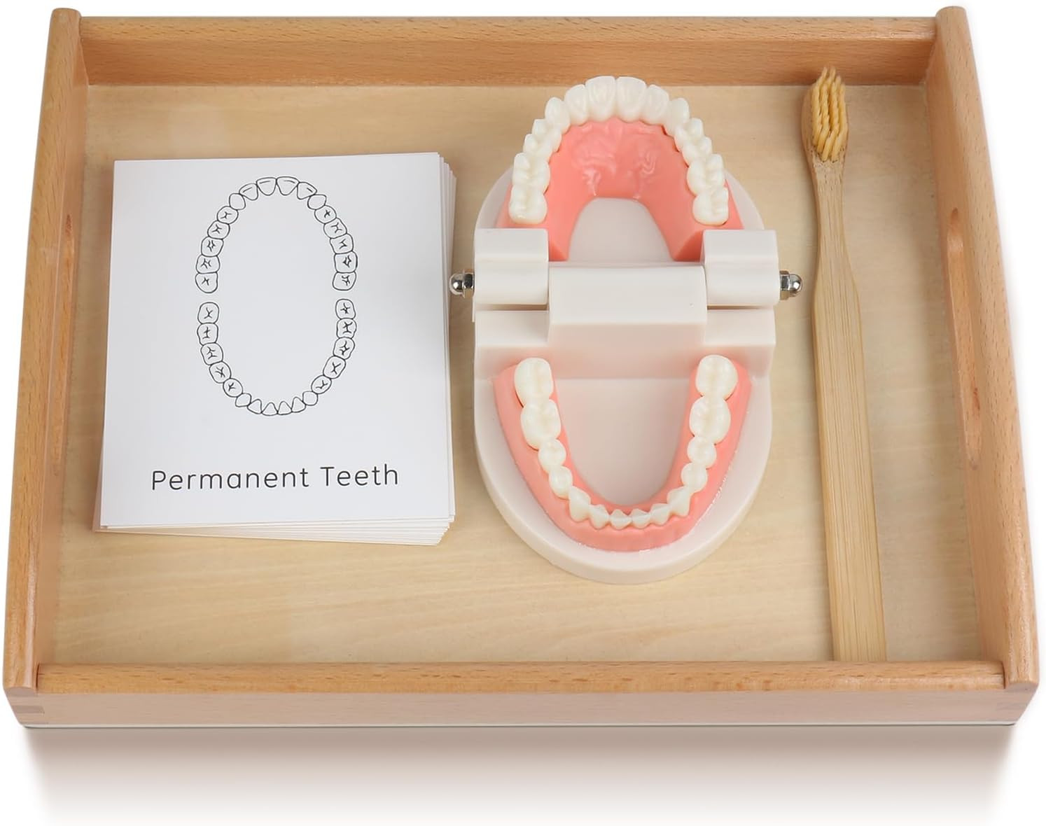 MEROCO Montessori Practical Life Brushing Teeth Model and Cards Montessori Homeschool Learning Pr... | Amazon (US)