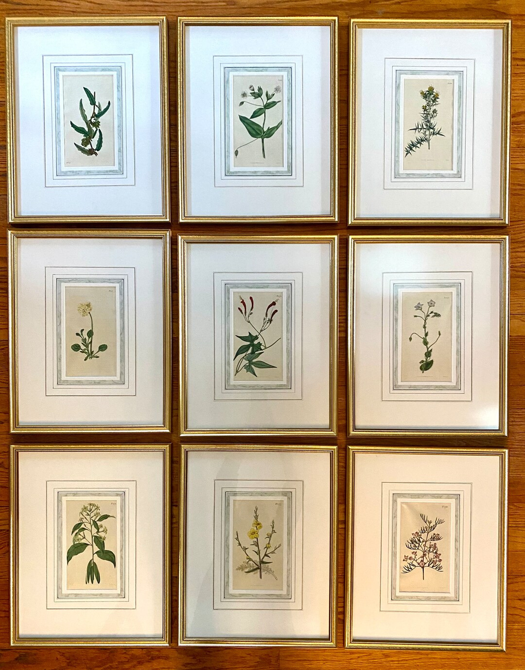 Botanical Print Framed Engravings Hand-colored Plant Prints by W. Curtis & More Artists You Choos... | Etsy (US)