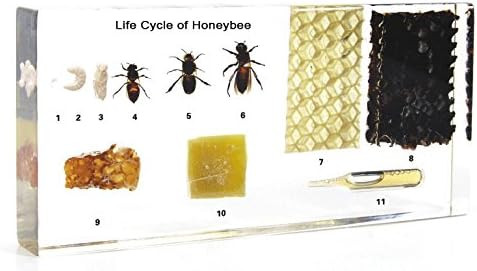 Lifecycle of a Honey Bee Science Classroom Specimens for Science Education | Amazon (US)