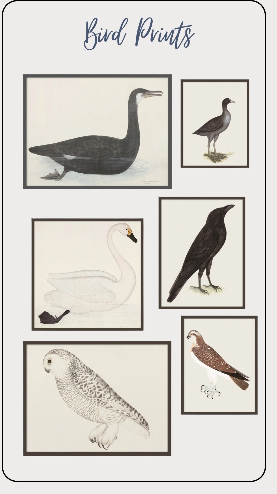 Bird prints, art, gallery wall with 
Walnut frame 

#LTKHome