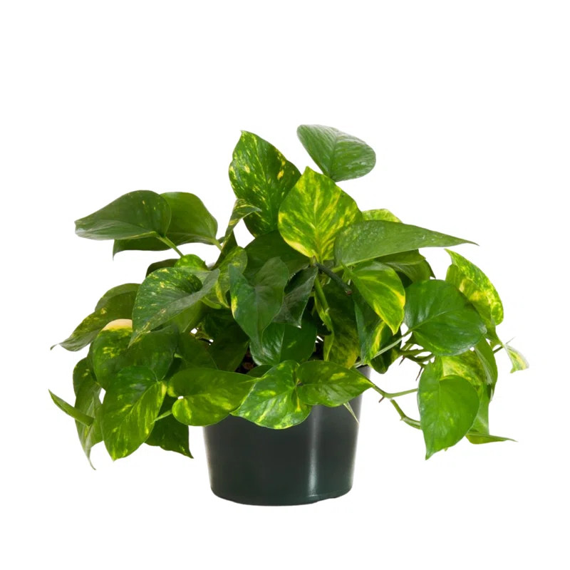 United Nursery Live Pothos Low Maintenance Plant in Nursery Pot | Wayfair North America