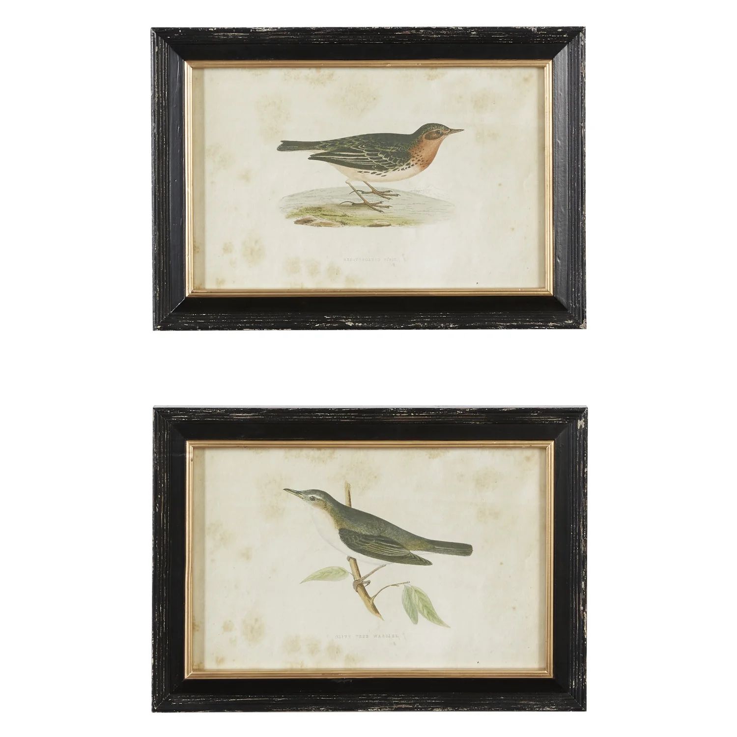 Large Vintage Style Pipit And Warbler Bird Illustrations - 2 Piece Single Picture Frame Painting | Wayfair North America