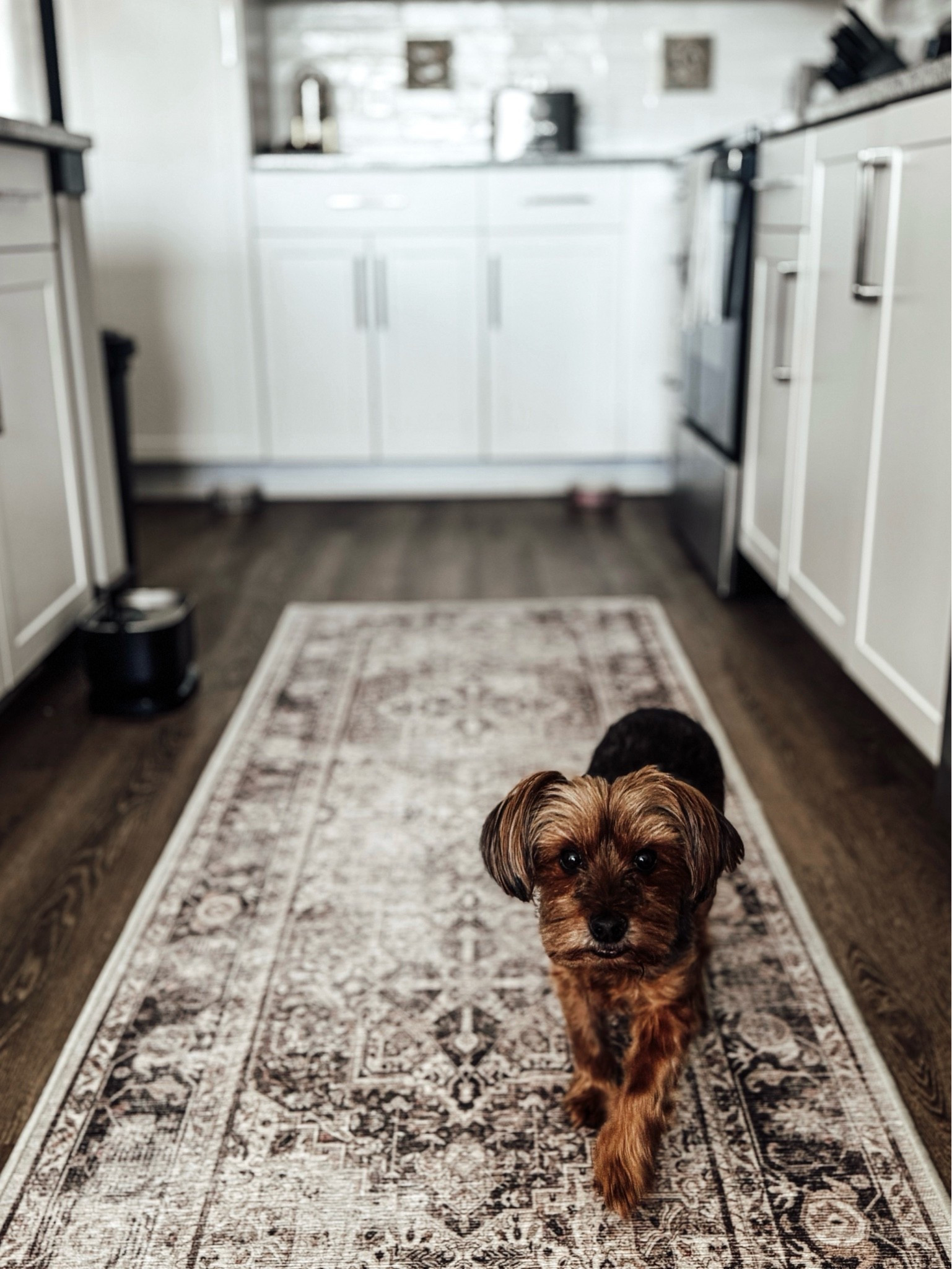 Pet-Friendly Homes: Apartment Edition
Washable Rugs

Scroll to shop. 

#LTKPet

#LTKHome #LTKBeauty