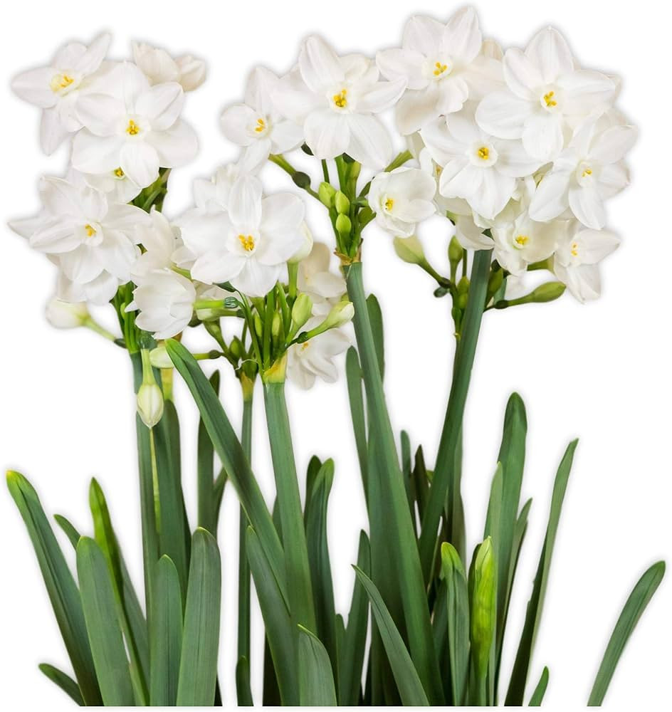 Easy to Grow Narcissus Paperwhite 'NIR' Plant Bulbs (10 Pack) - Large Flower Bulbs for Indoor For... | Amazon (US)