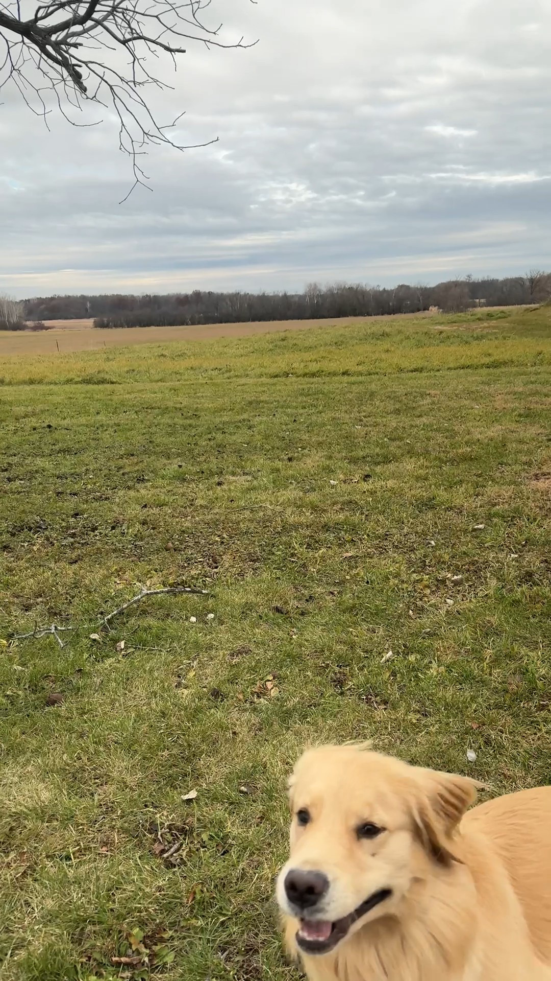 one stop shop for all your furry friend gifts this season! 🎄🐶@petco #petcopartner #ad