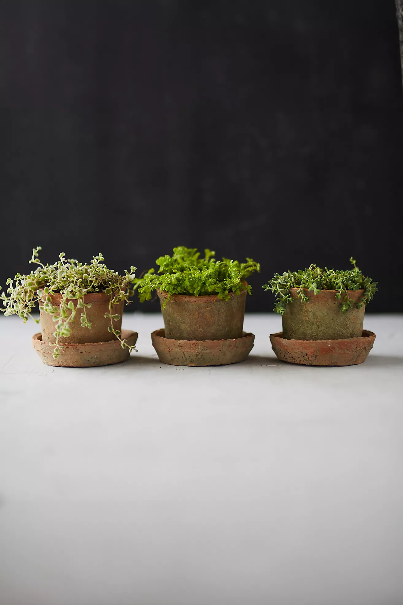 Earth Fired Clay Mini Pot + Saucer, Set of 3 | Terrain