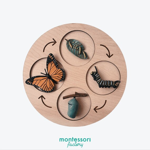 Life Cycle of a BUTTERFLY  Montessori Material  Educational | Etsy | Etsy (US)