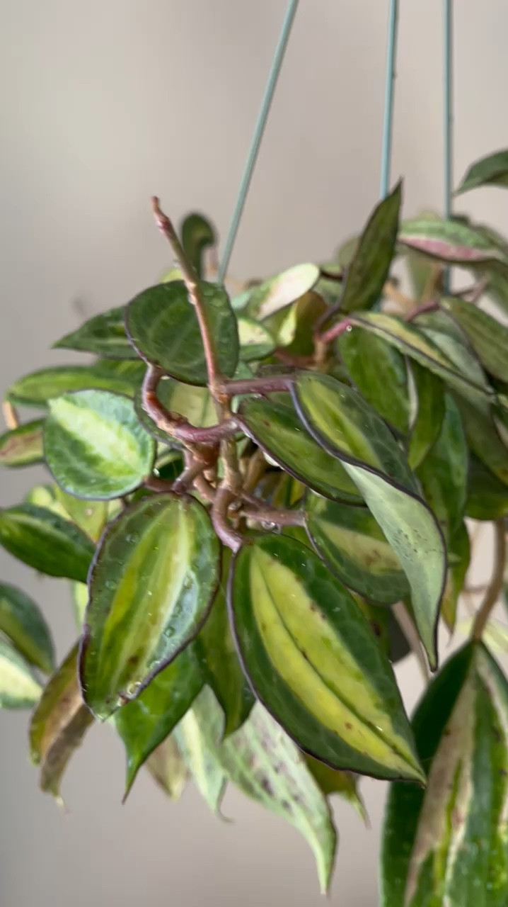 Hoya latifolia ‘pot of gold’ formerly known as macrophylla ‘pot of gold’ or may just know as “pot of gold” is a beautiful Hoya to grow. It isn’t a fast grower unless you can provide it with high temperatures! However, I’m happy that it’s a slow grower since it’s easier to manage when it doesn’t change often. 😆

Liz’s personal experience only…every environment is different:
🪴Light: 16 hours of grow lights
🪴Water: when dry
🪴Avg Temp last 30 days: 71F
🪴Relative Humidity last 30 days: 51%
🪴Fussy: Temperamental
🪴Rate of growth: medium slow
🪴Rareness: of the respondents to my poll, 29% reported having this one.
🪴Growing Medium: cactus soil (comment “cs” for a direct link)
🪴Fertilizer: I apply a nutrient-rich fertilizer tailored for Hoyas approximately every other watering when the plant isn’t dormant. It’s packed with essential macro and micronutrients, it’s the best I’ve found for hoyas!🪴(drop “fertilizer” in comments for a link straight to your DMs)
🪴Rooting Method: my coco coir mix (comment “prop” for ingredient list)
🪴Time In My Care: 2 years 
🪴Would Liz recommend this one: it’s beautiful, but it’s not worth the hassle to start small. I recommend an established plant.

#LTKHome