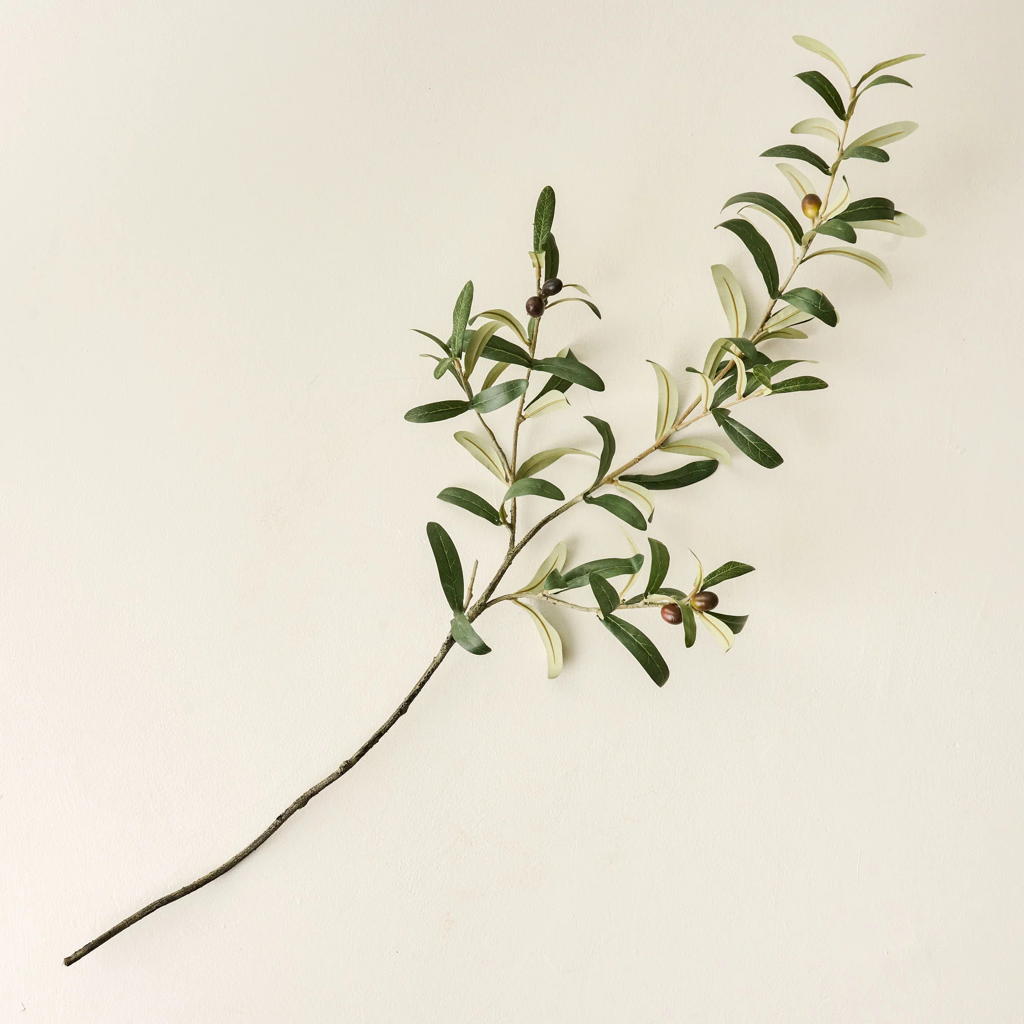 Olive Leaf Stem | Magnolia