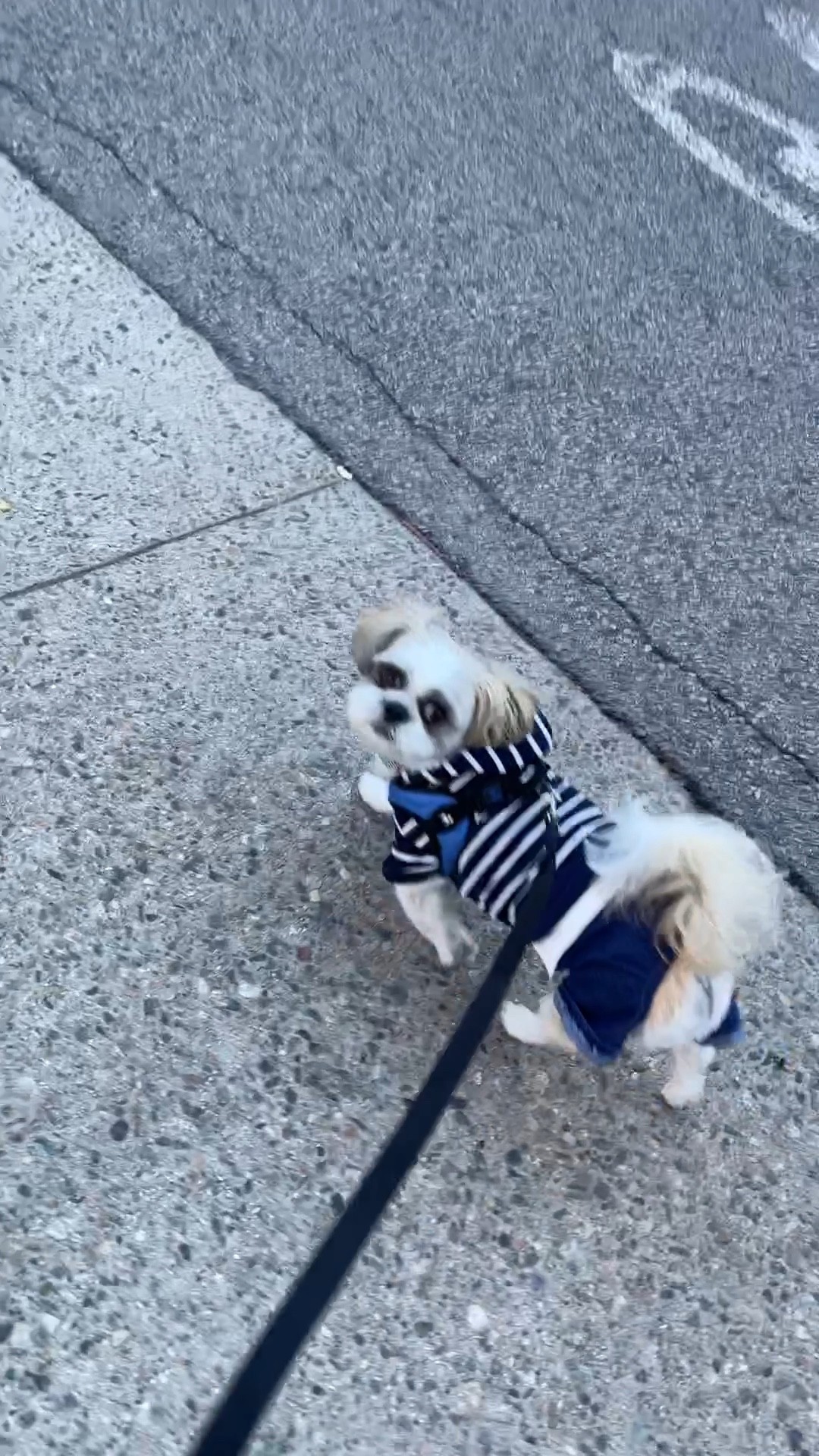 Ralphie is a 15 pound male Shih Tzu and he took this outfit in size XL.

Cute dog outfit 
Amazon Pets 
Amazon Finds