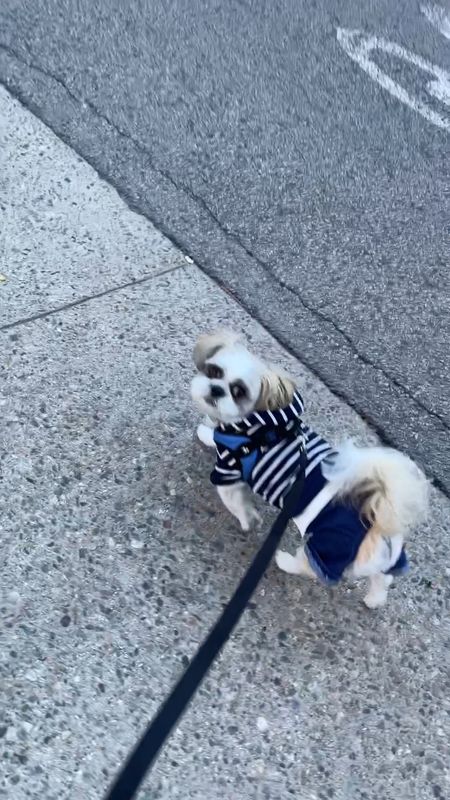 Ralphie is a 15 pound male Shih Tzu and he took this outfit in size XL.

Cute dog outfit 
Amazon Pets 
Amazon Finds